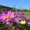 秋の淡路島明石海峡公園コスモス畑2015