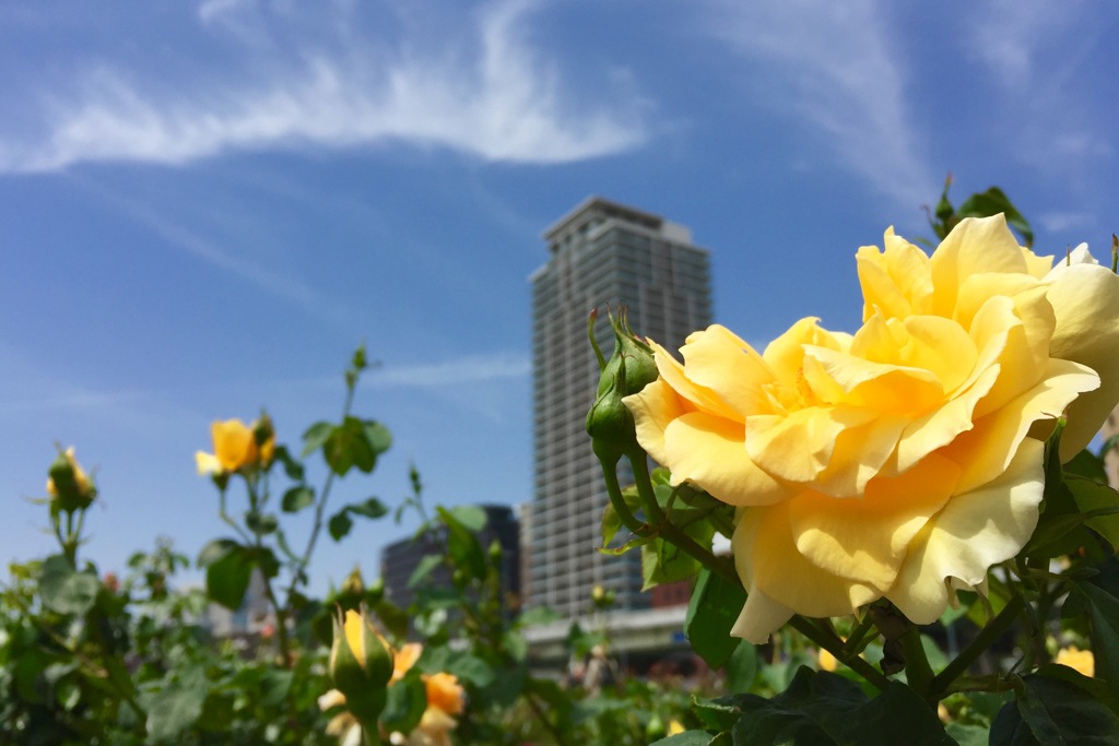 都会とバラと青空