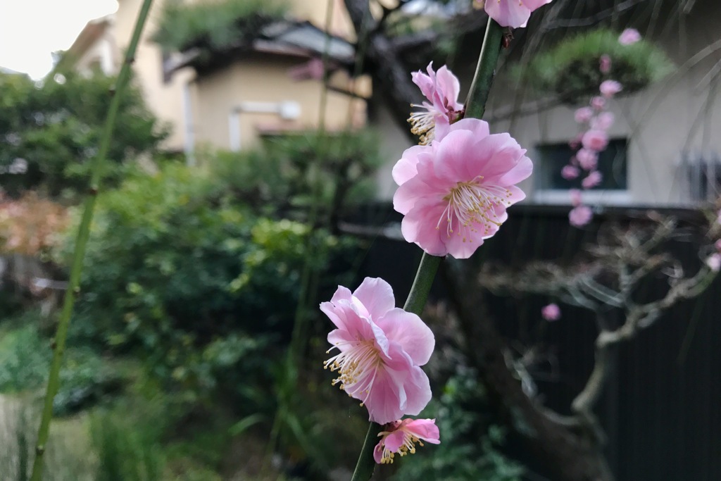 我が家の庭の梅様