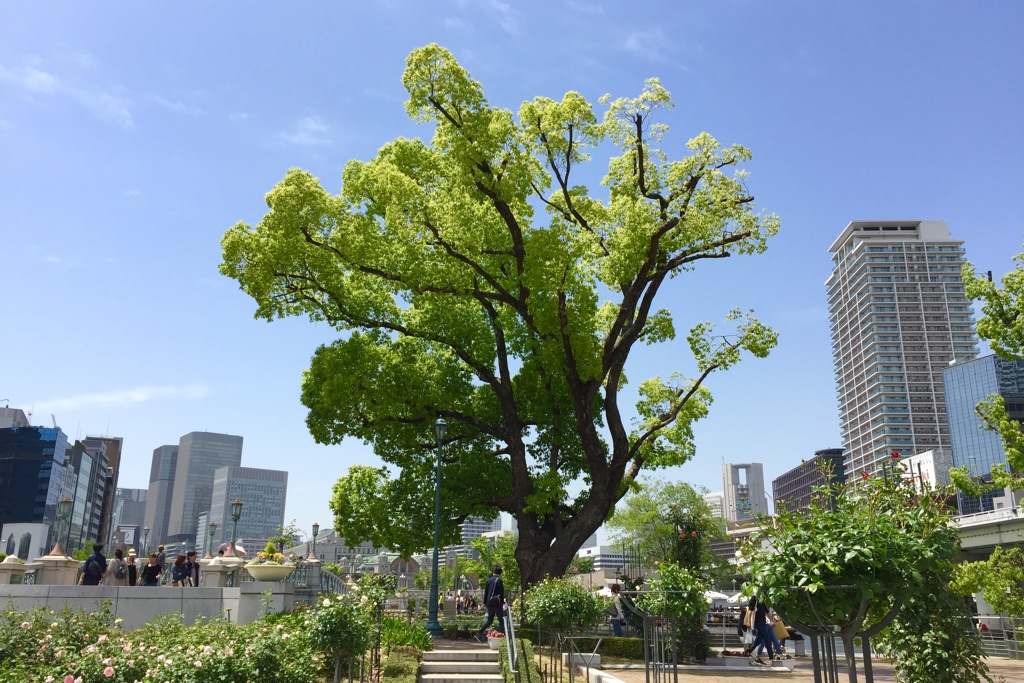 公園に力を注ぐ木