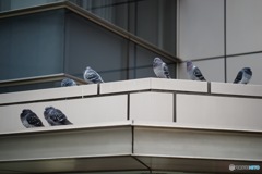 DSC00958