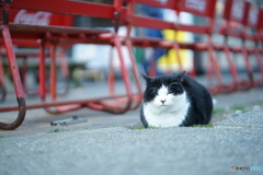 DSC04099