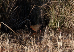 野鳥まとめ撮り１４