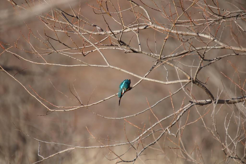 野鳥まとめ撮り１１