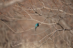 野鳥まとめ撮り１１