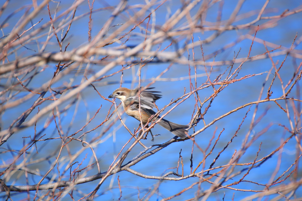 野鳥まとめ撮り６