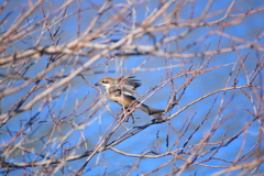 野鳥まとめ撮り６