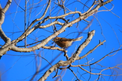 野鳥まとめ撮り１６