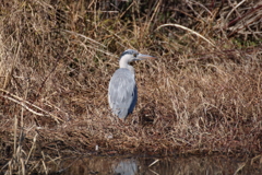 野鳥まとめ撮り３