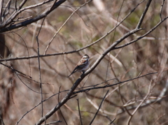 野鳥まとめ撮り５