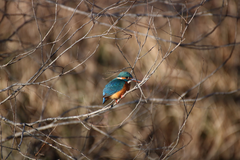 野鳥まとめ撮り１３