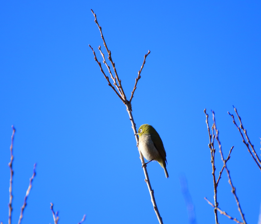 野鳥まとめ撮り１０