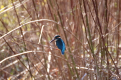 野鳥まとめ撮り４
