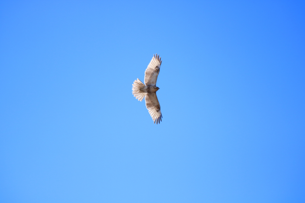 野鳥まとめ撮り８
