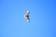 野鳥まとめ撮り８
