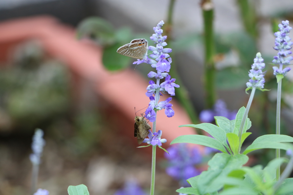 蜜に惹かれて２
