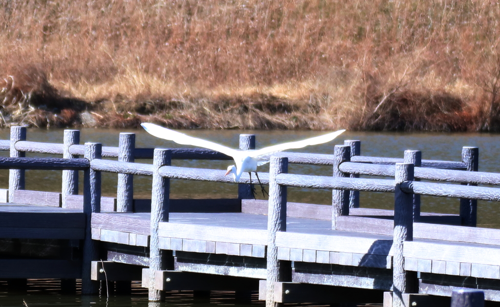 野鳥まとめ撮り７