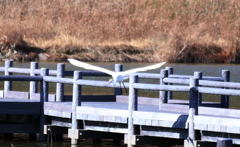 野鳥まとめ撮り７