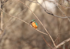 野鳥まとめ撮り１５