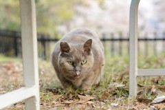 花びら猫