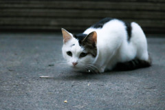 狙いをすまして