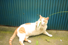 猫じゃらし