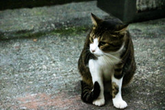 クールな佇まい