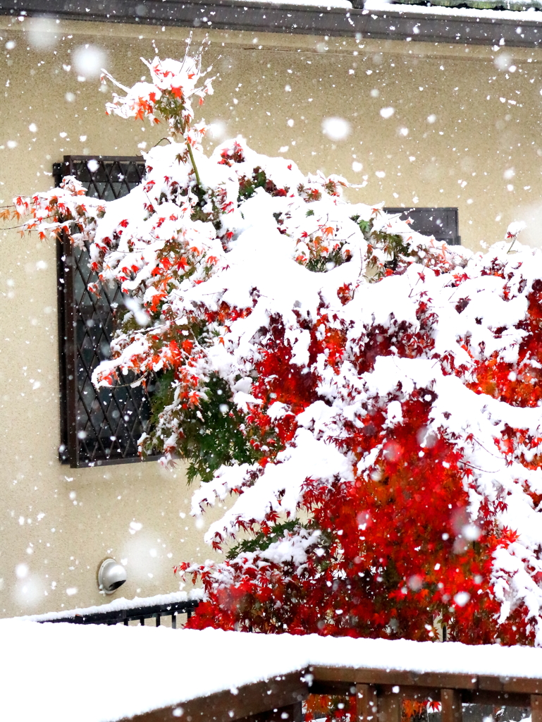 紅葉と初雪