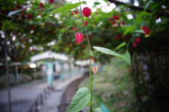 お花のトンネル