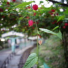 お花のトンネル