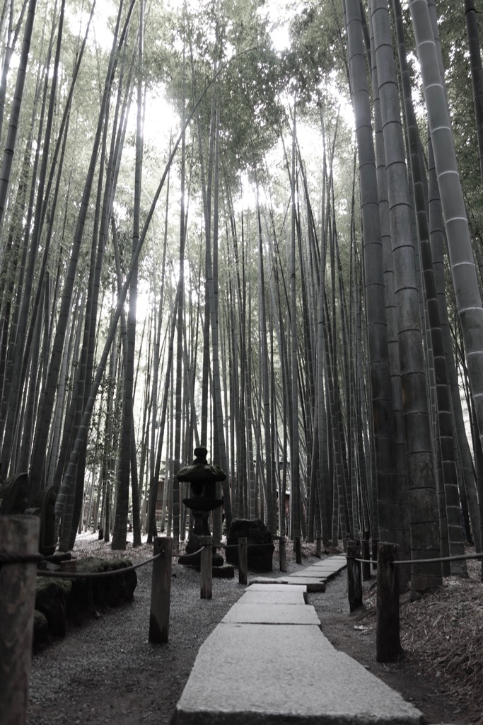 報国寺の竹林