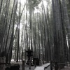 報国寺の竹林