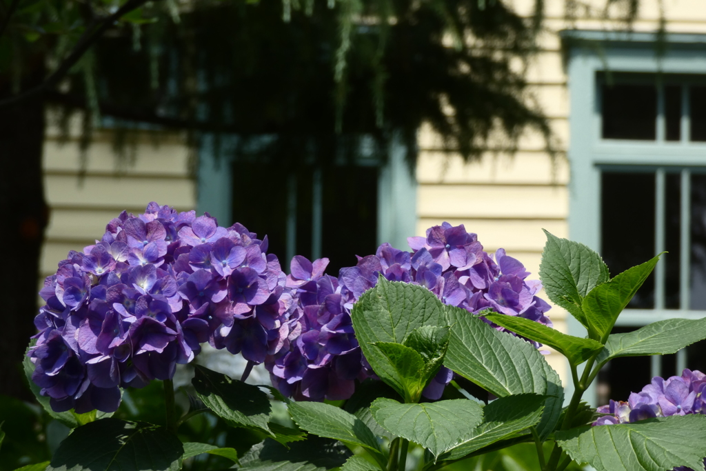 紫陽花。P1070657