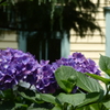 紫陽花。P1070657