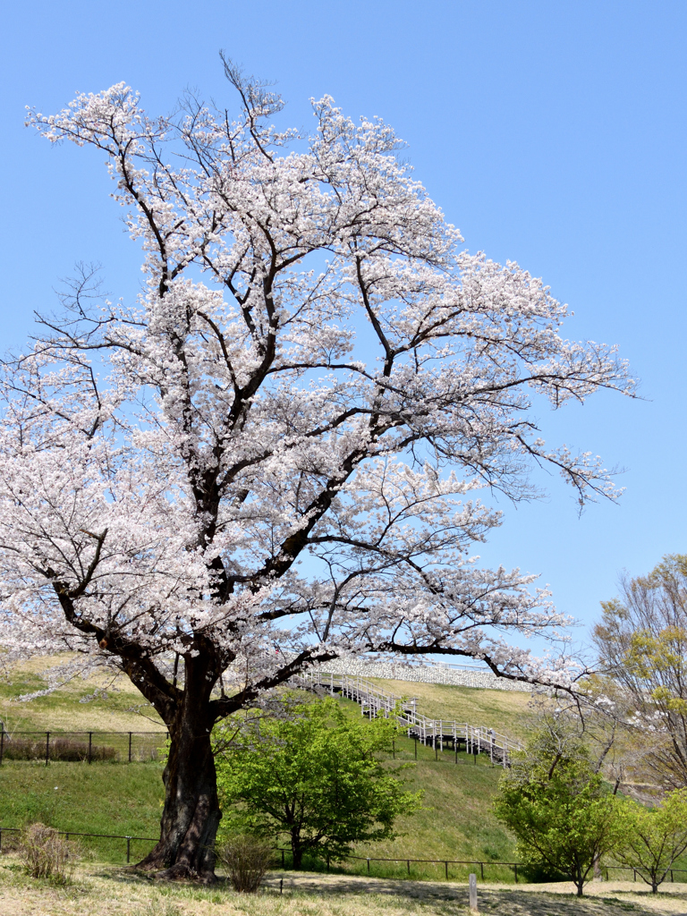 今年も桜。