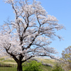 今年も桜。