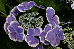 紫陽花。P1070555