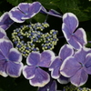 紫陽花。P1070555