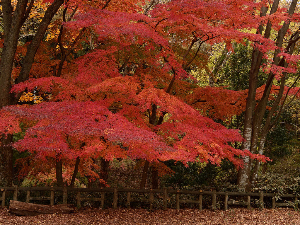 紅葉