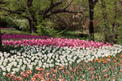 国営アルプスあづみの公園のチューリップ 3