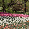 国営アルプスあづみの公園のチューリップ 3