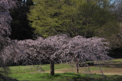 2023年3月 桜