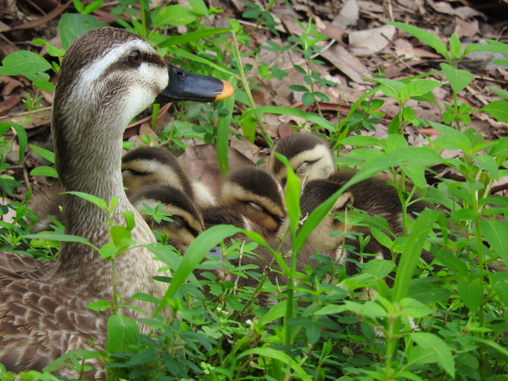 カルガモの雛、親鳥の近くで眠る。