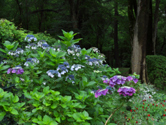 2019年7月6日の紫陽花。