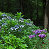 2019年7月6日の紫陽花。