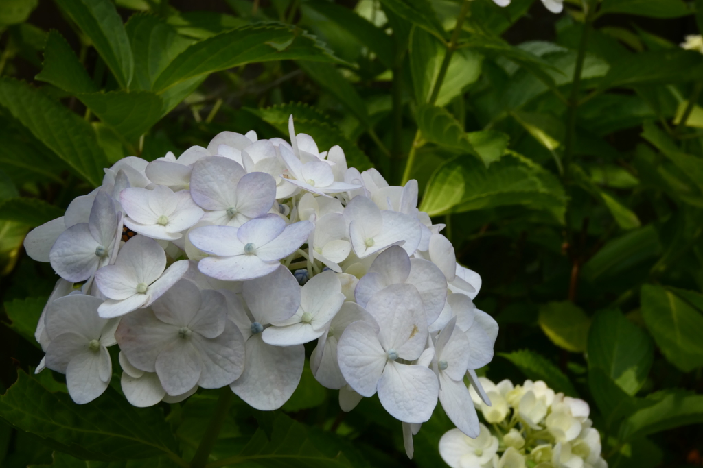 紫陽花。P1070642