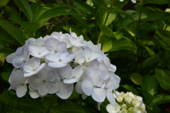 紫陽花。P1070642