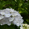 紫陽花。P1070642