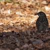 日陰のトラツグミ
