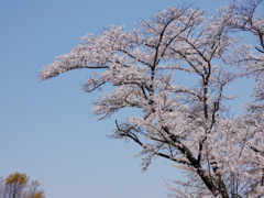 P1540128-SDS9